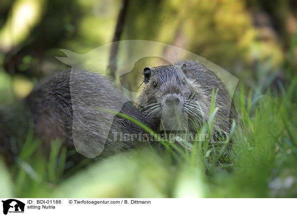 sitzender Nutria / sitting Nutria / BDI-01186