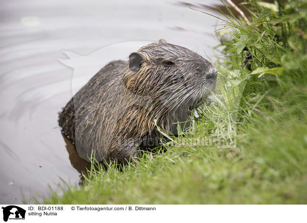 sitzender Nutria / sitting Nutria / BDI-01188