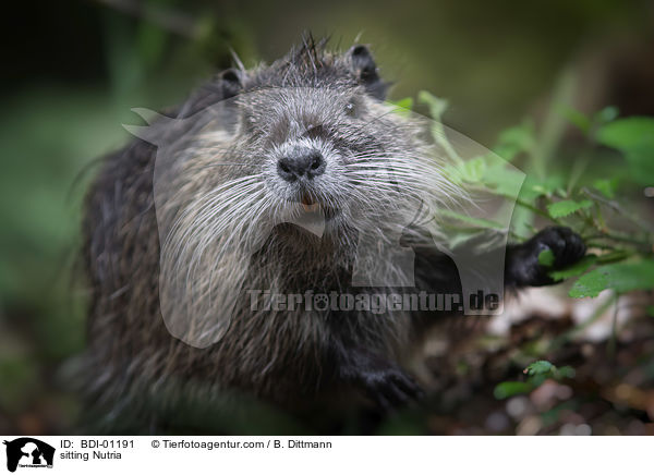 sitzender Nutria / sitting Nutria / BDI-01191