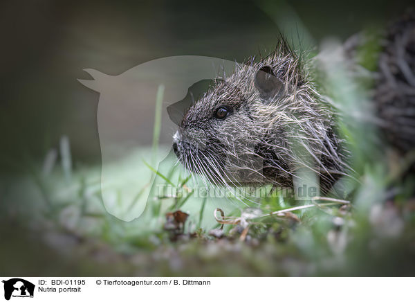 Nutria Portrait / Nutria portrait / BDI-01195