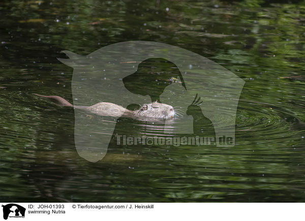 swimming Nutria / JOH-01393