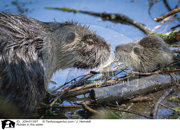 Nutrias im Wasser / Nutrias in the water / JOH-01397