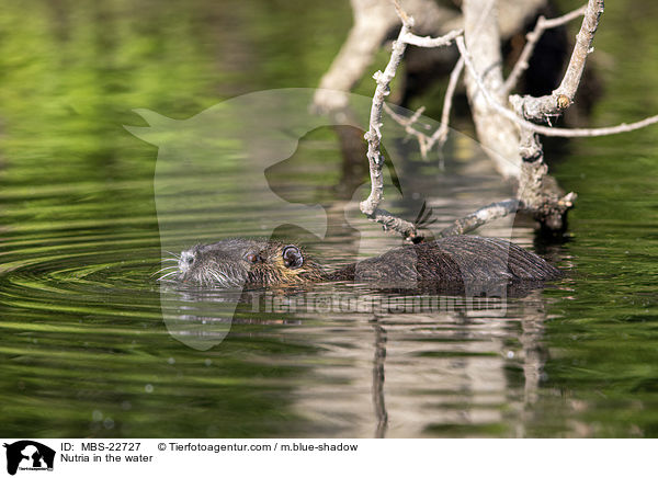 Nutria in the water / MBS-22727