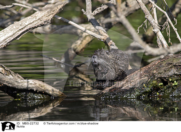 Nutria / MBS-22732