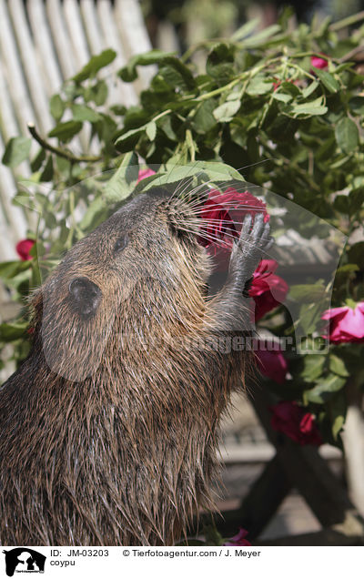 Nutria / coypu / JM-03203