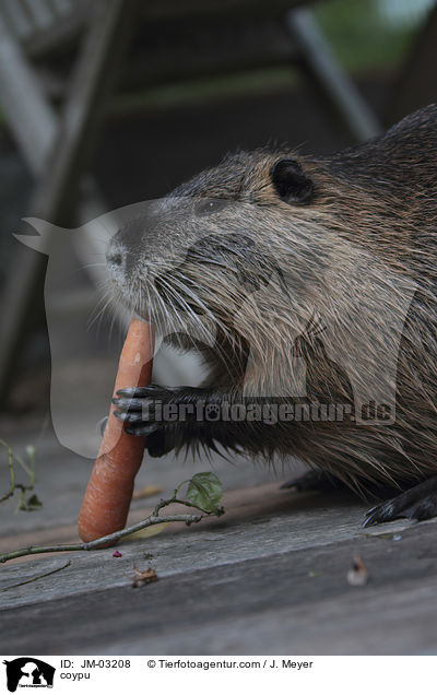 Nutria / coypu / JM-03208