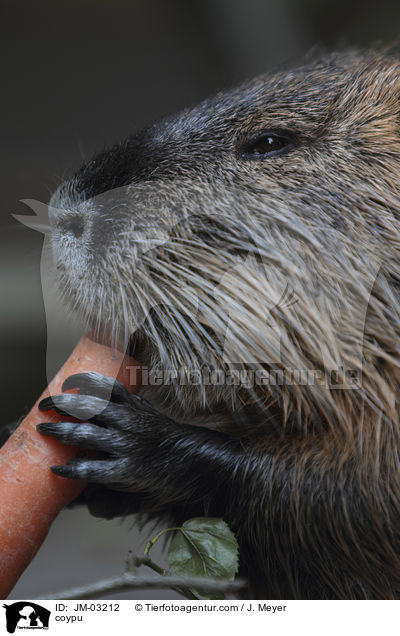 Nutria / coypu / JM-03212