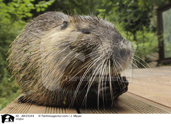 coypu / JM-03344