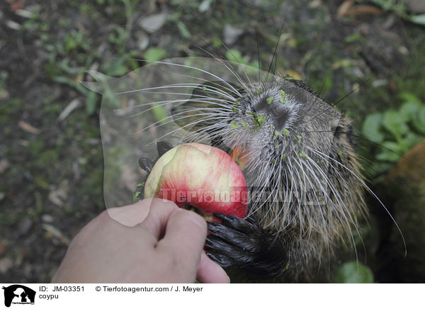 Nutria / coypu / JM-03351