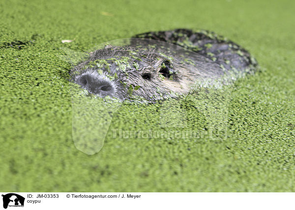 Nutria / coypu / JM-03353