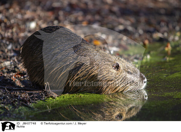 Nutria / JM-07748