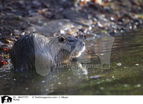Nutria / JM-07751