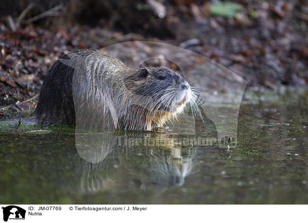 Nutria / Nutria / JM-07769