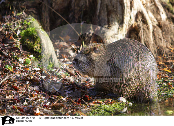 sitzender Nutria / sitting Nutria / JM-07779