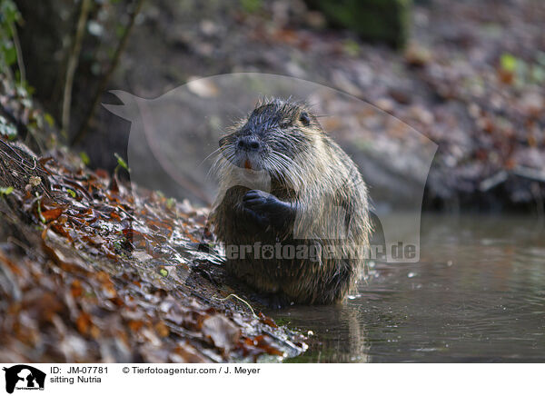 sitzender Nutria / sitting Nutria / JM-07781