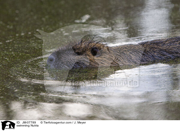 schwimmender Nutria / swimming Nutria / JM-07789