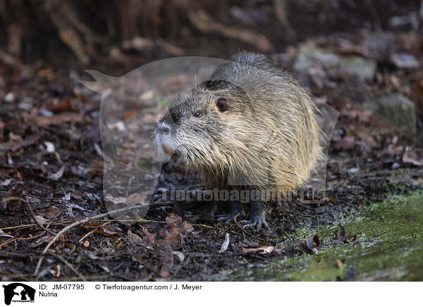 Nutria / Nutria / JM-07795