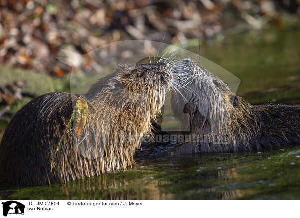 zwei Nutrias / two Nutrias / JM-07804