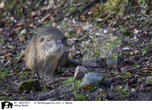 sitzender Nutria / sitting Nutria / JM-07817