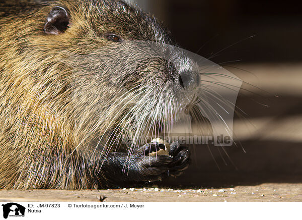 Nutria / Nutria / JM-07823