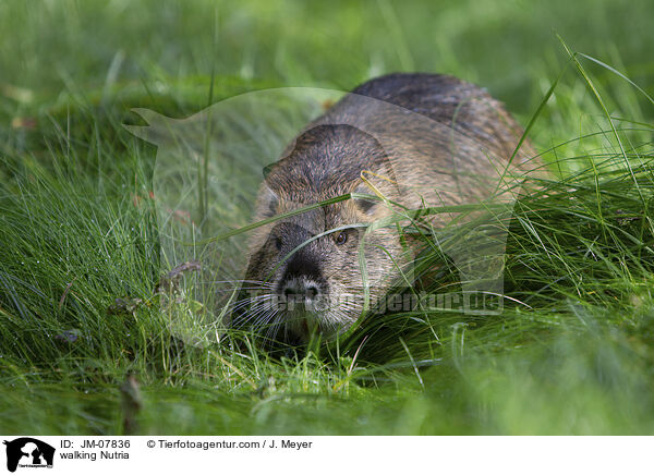 walking Nutria / JM-07836