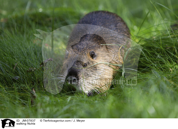 walking Nutria / JM-07837