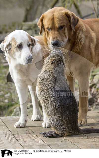 dogs and Nutria / JM-07854