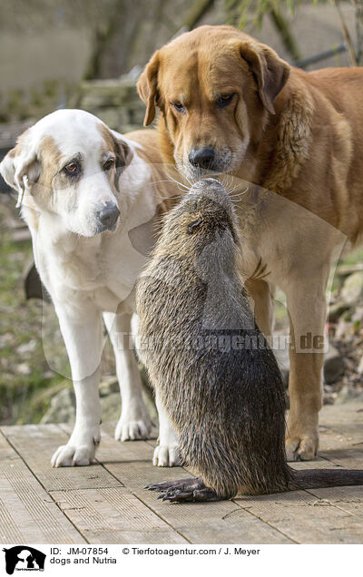 Hunde und Nutria / dogs and Nutria / JM-07854