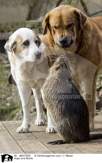 dogs and Nutria / JM-07855