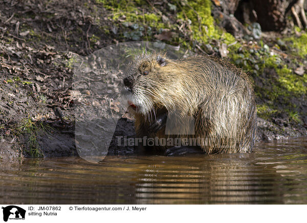 sitzender Nutria / sitting Nutria / JM-07862