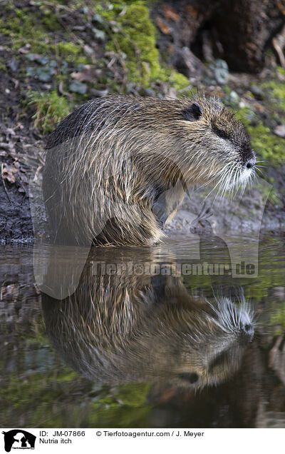 Nutria juckt sich / Nutria itch / JM-07866