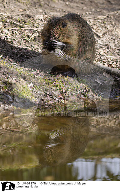 Nutria putzt sich / preening Nutria / JM-07870