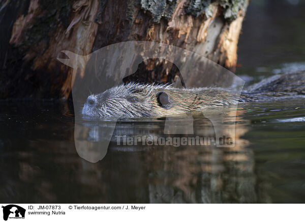 schwimmender Nutria / swimming Nutria / JM-07873