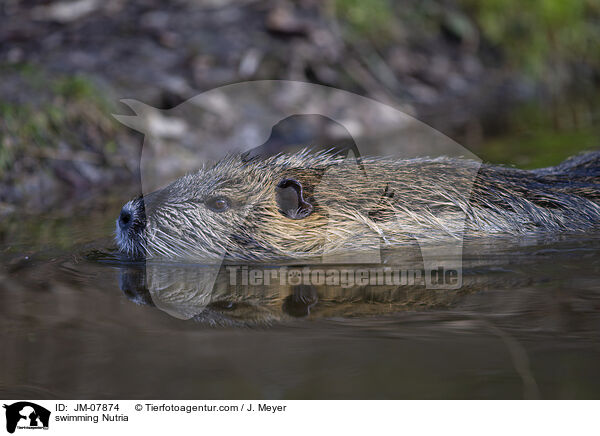 schwimmender Nutria / swimming Nutria / JM-07874