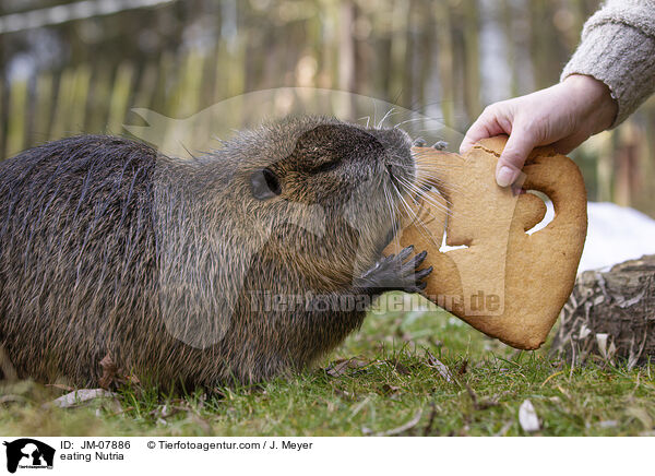 fressender Nutria / eating Nutria / JM-07886