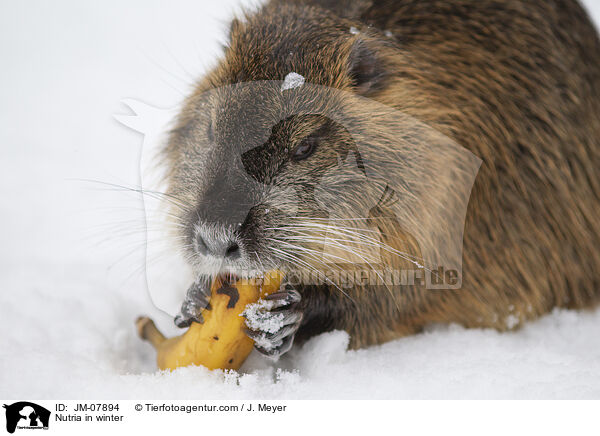 Nutria in winter / JM-07894
