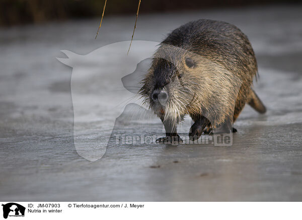 Nutria im Winter / Nutria in winter / JM-07903