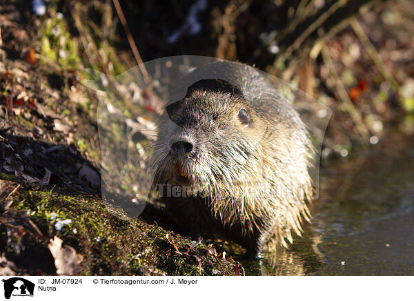 Nutria / Nutria / JM-07924