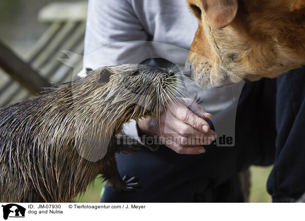 Hund und Nutria / dog and Nutria / JM-07930