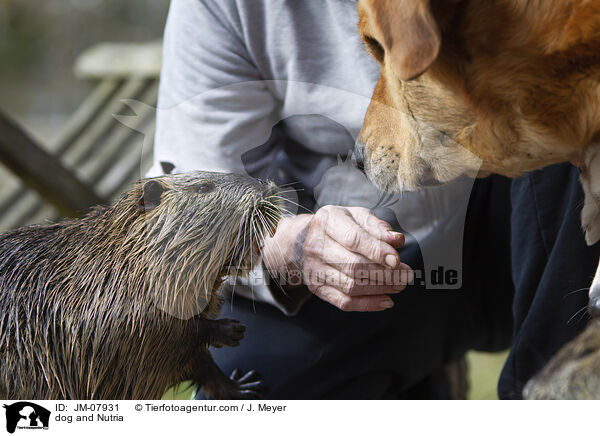 Hund und Nutria / dog and Nutria / JM-07931