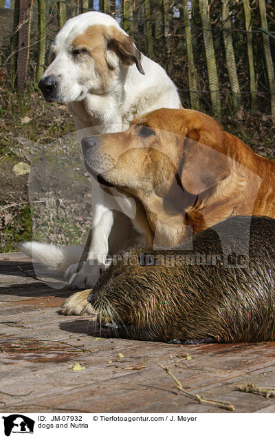 dogs and Nutria / JM-07932