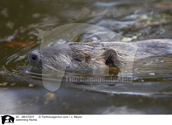 swimming Nutria / JM-07937