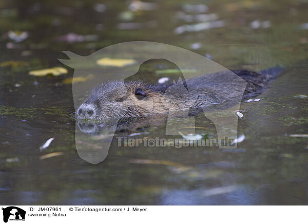 schwimmender Nutria / swimming Nutria / JM-07961