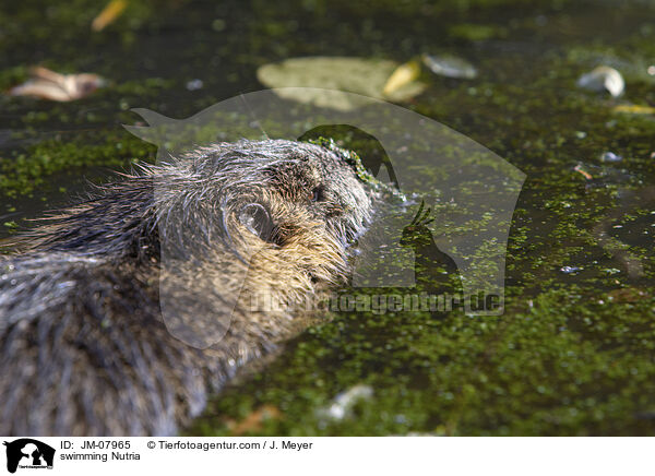 schwimmender Nutria / swimming Nutria / JM-07965