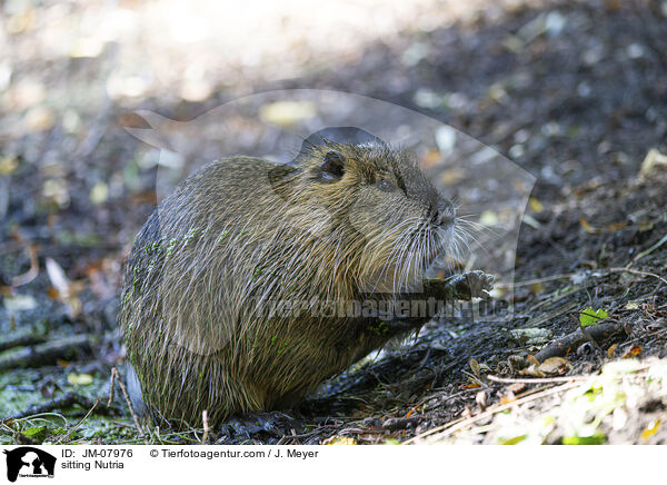 sitzender Nutria / sitting Nutria / JM-07976