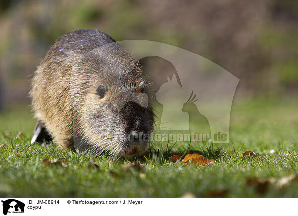 Nutria / coypu / JM-08914