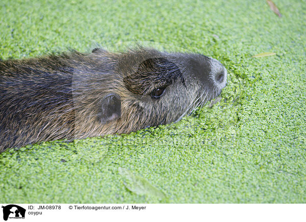 coypu / JM-08978