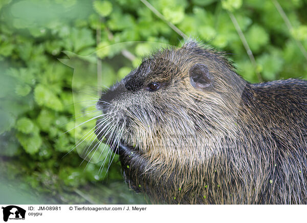 Nutria / coypu / JM-08981