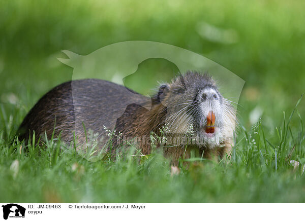 Nutria / coypu / JM-09463