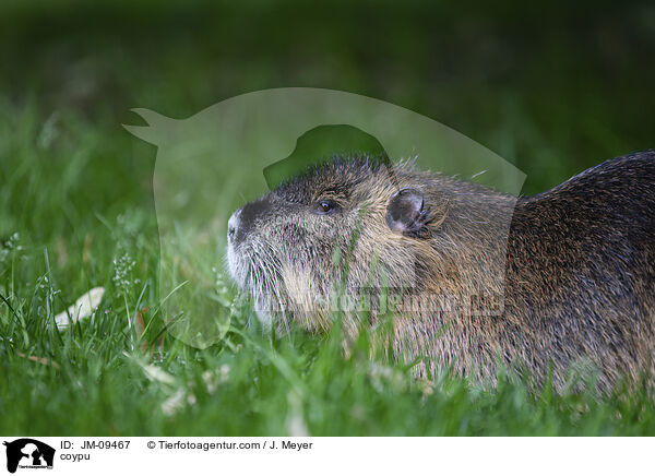 coypu / JM-09467